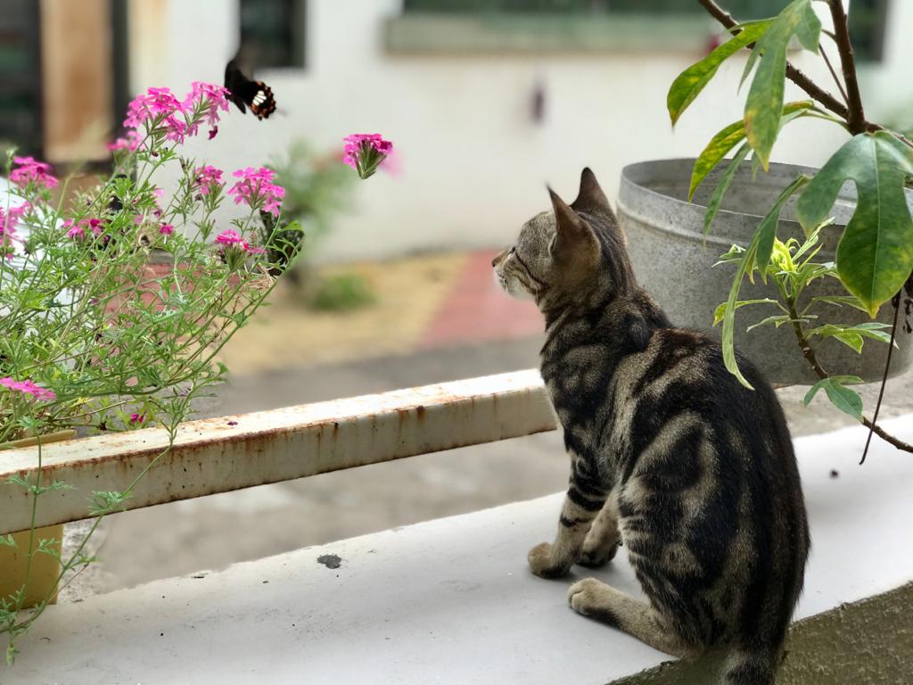 Tabby kitten near flowers and a butterfly
