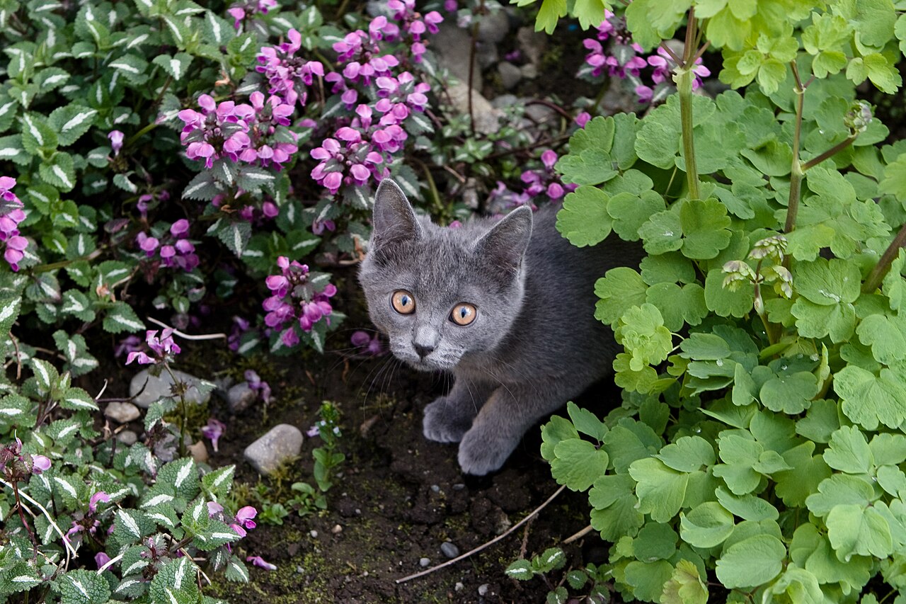 Gray kitten in flowering garden