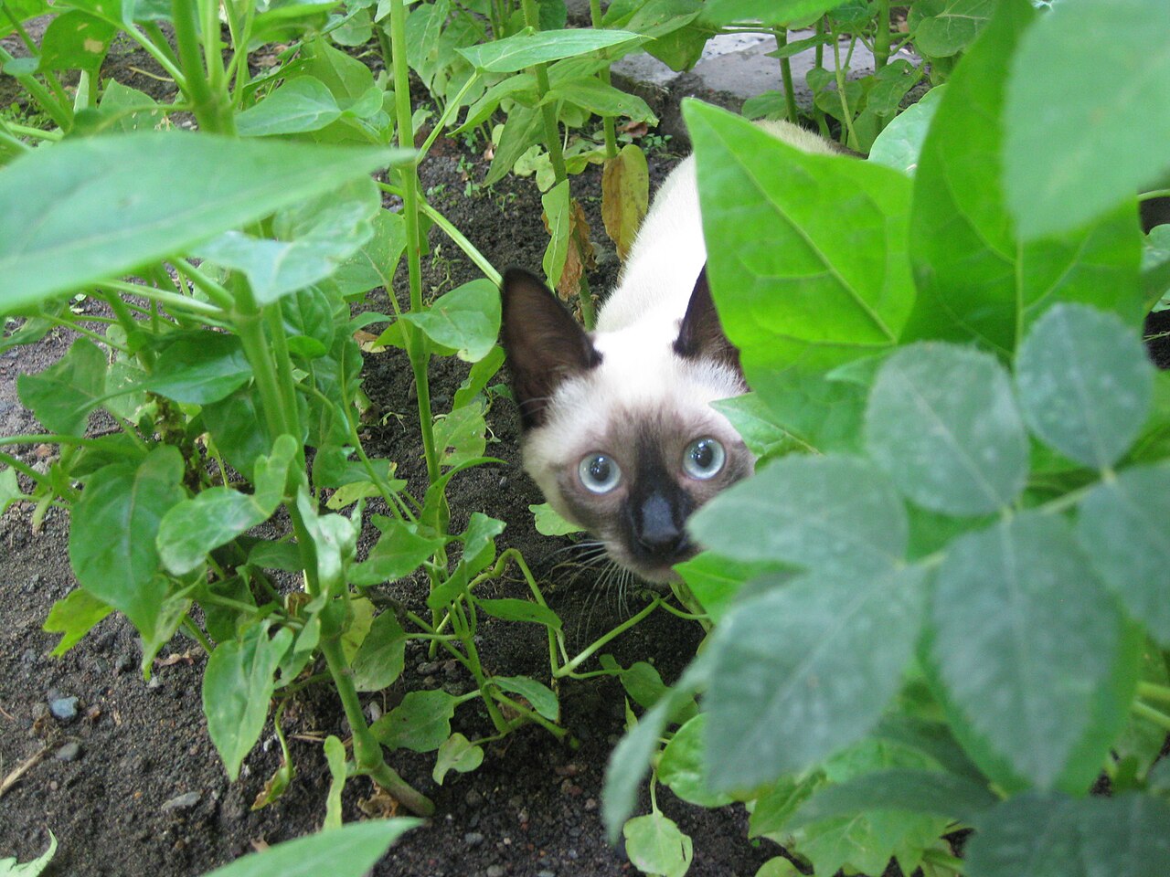Siamese kitten behind leaves