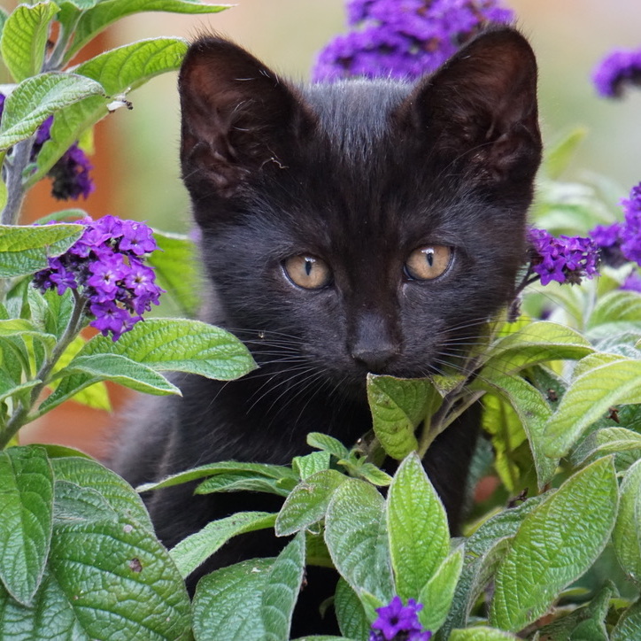 Black kitten beside purple flowers