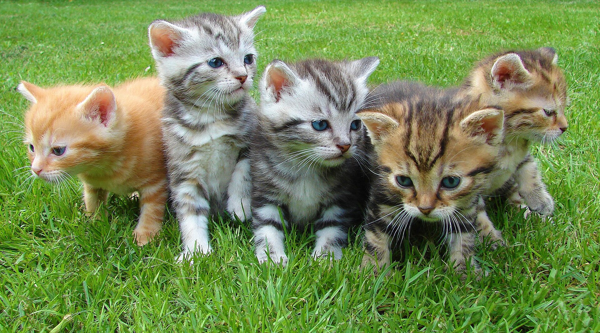 Five kittens on grass