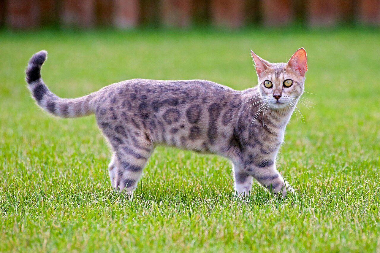 Blue Bengal kitten on grass