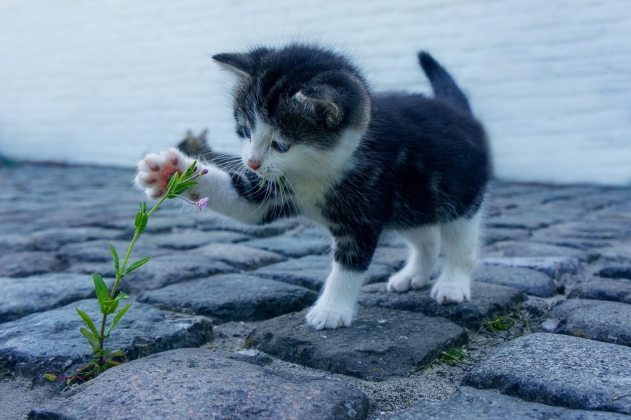 Black and white kitten near a flower