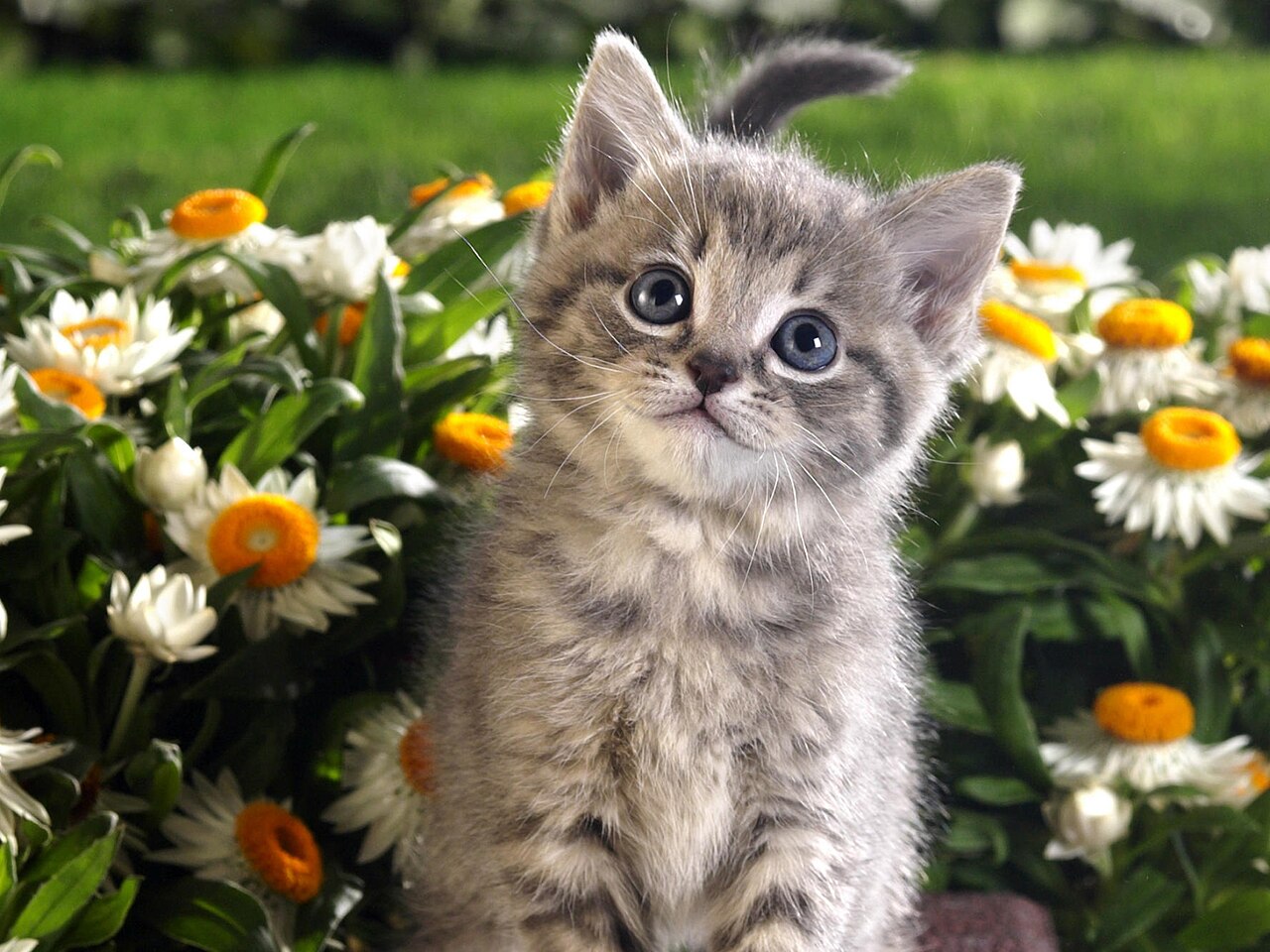 Gray kitten with flowers