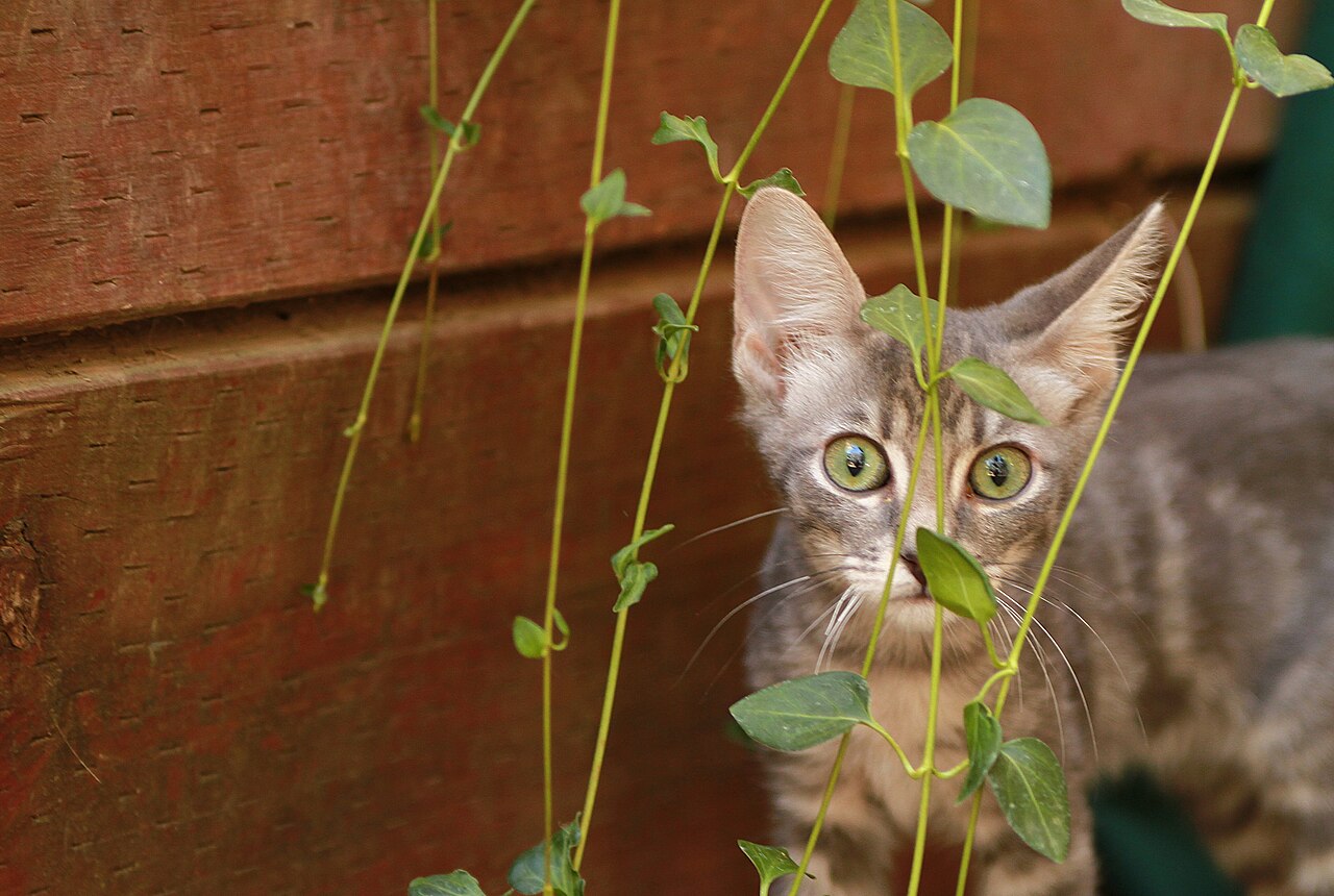 Kitten among foliage