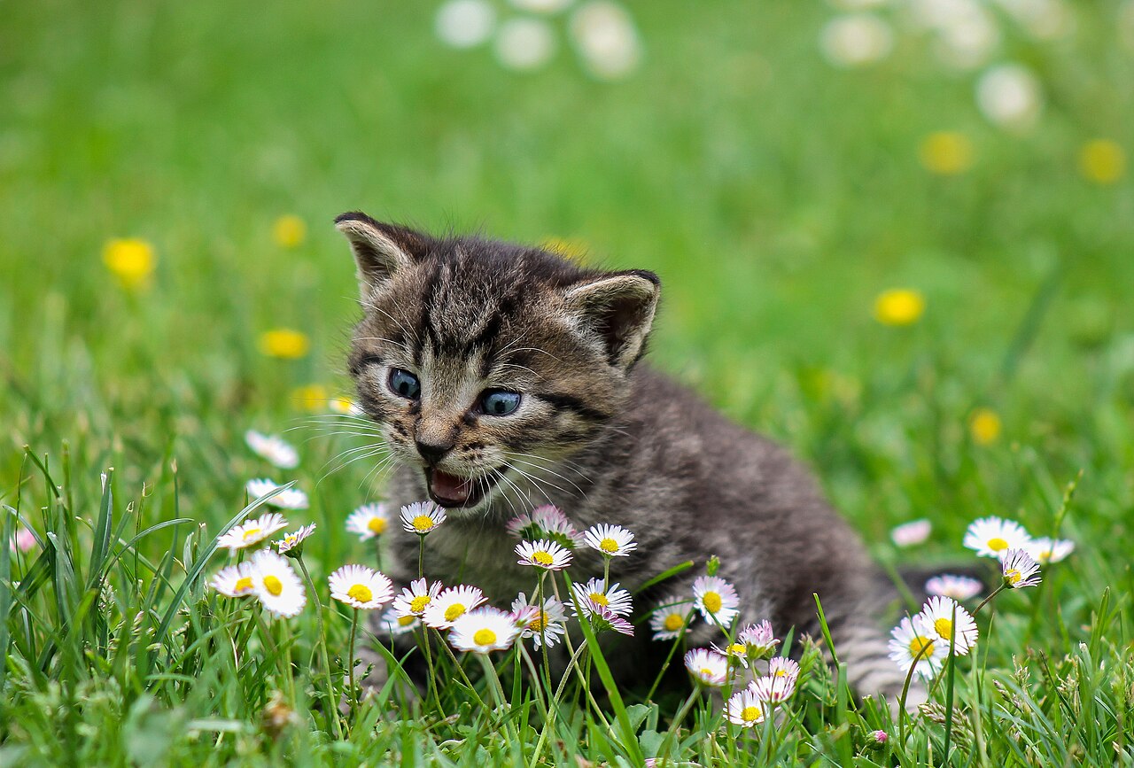 Tabby kitten among daisies